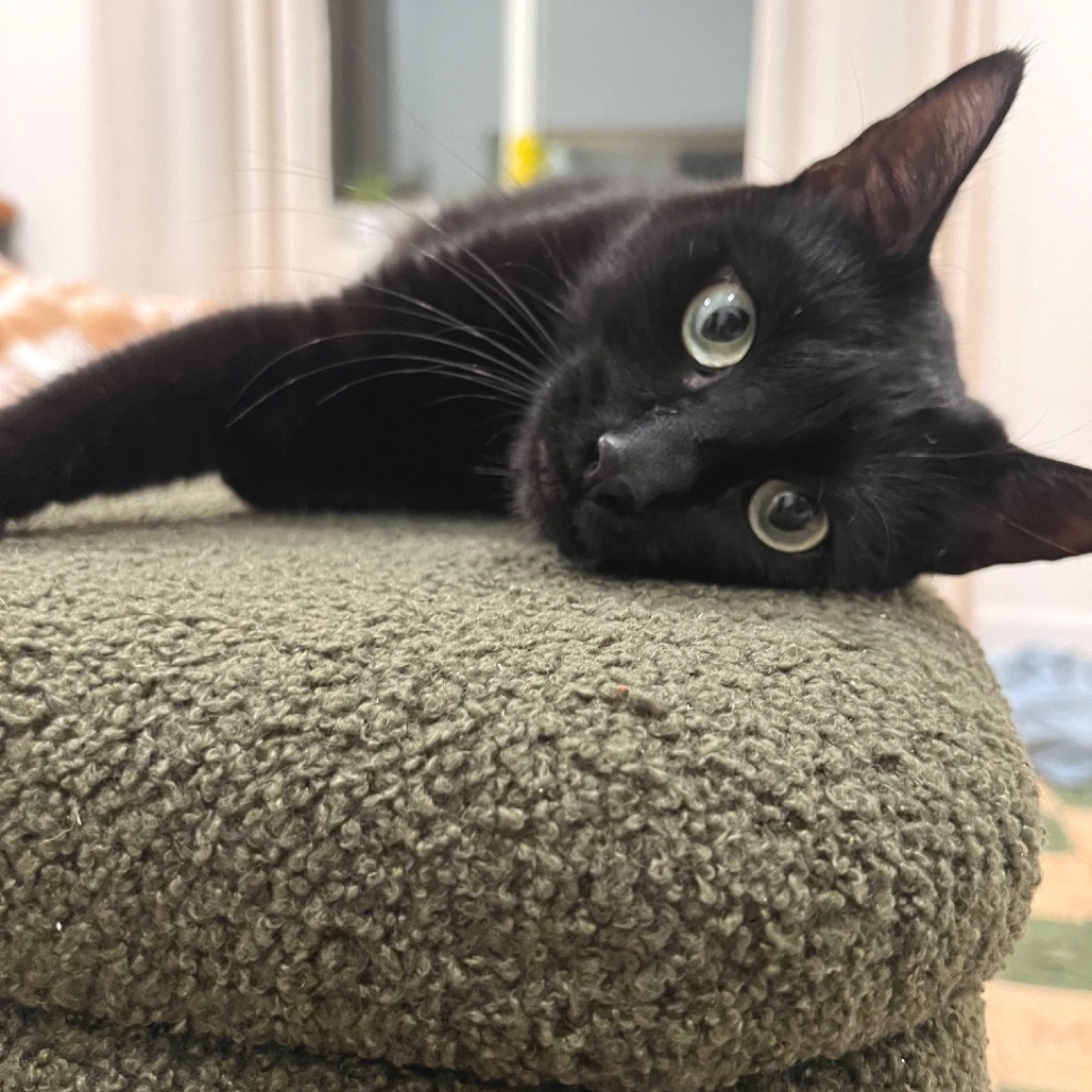 Pepper