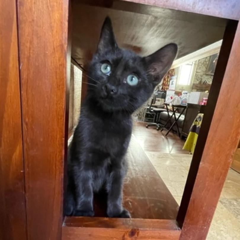 Pepper