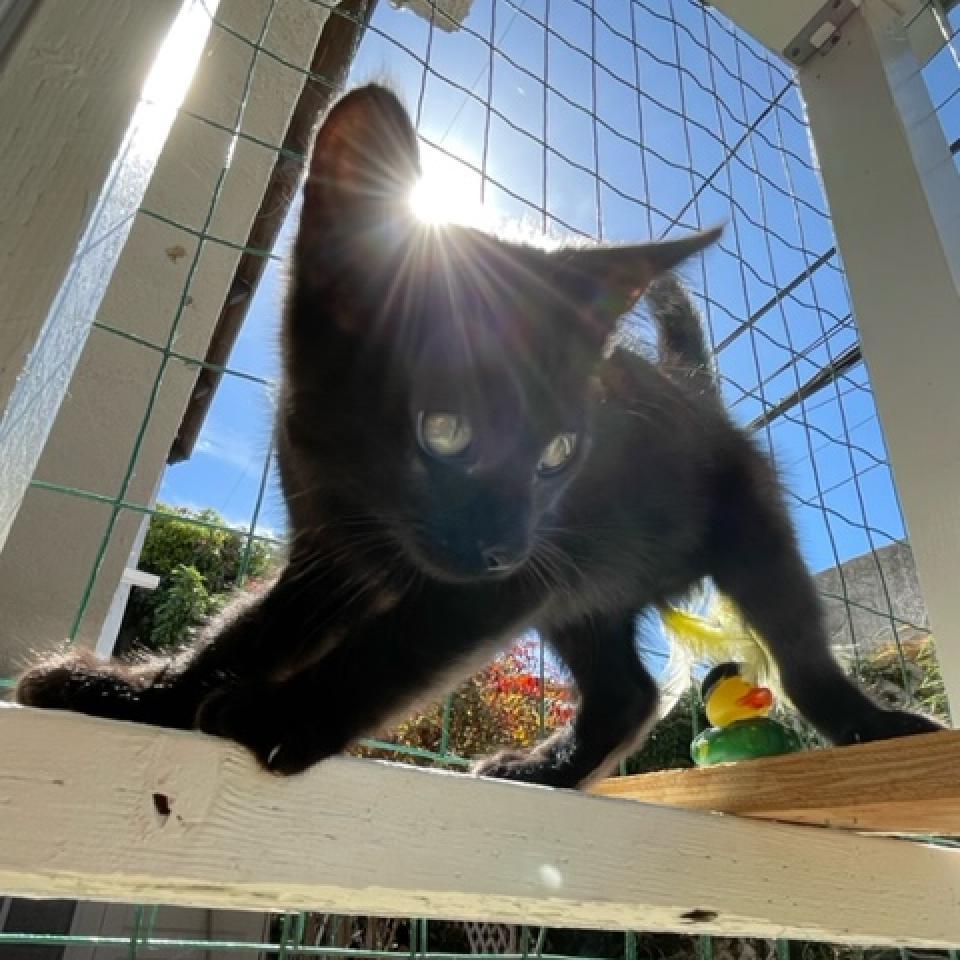 Pepper