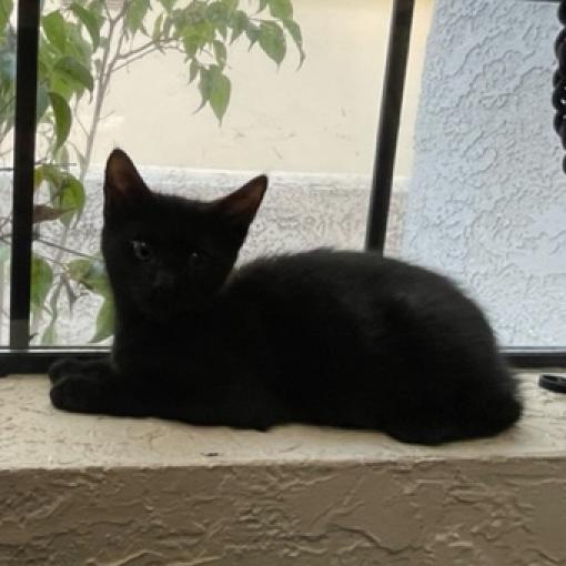 Pepper