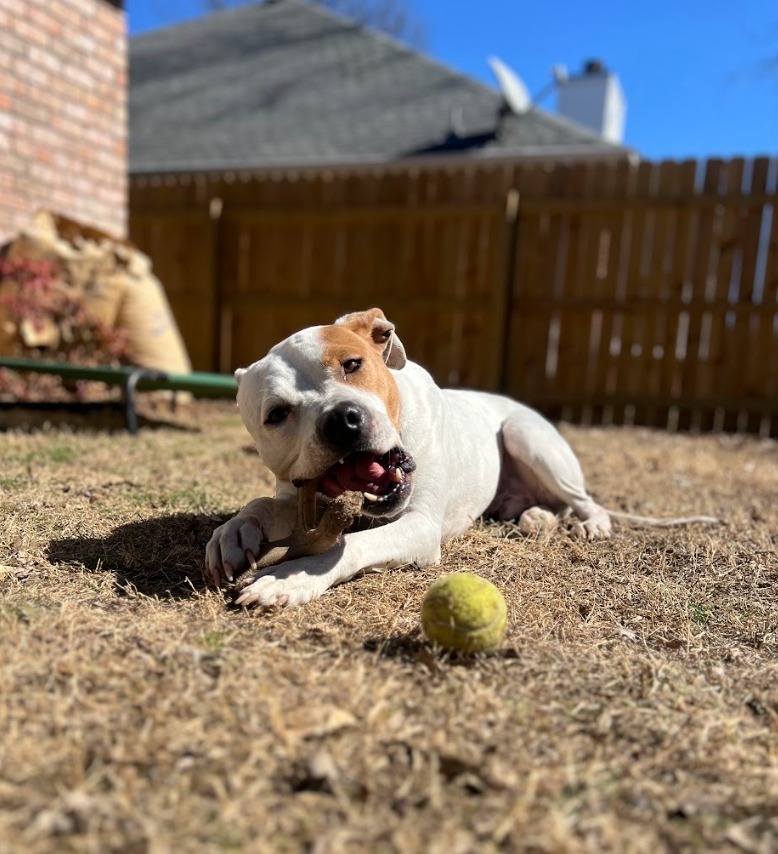 Ace