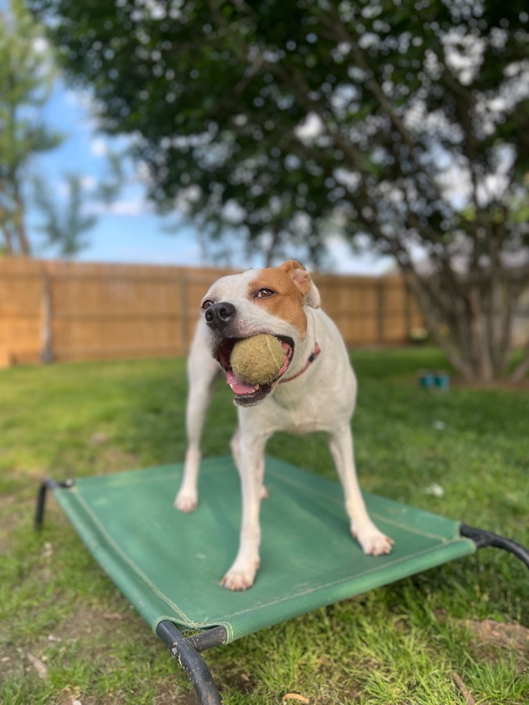 Ace