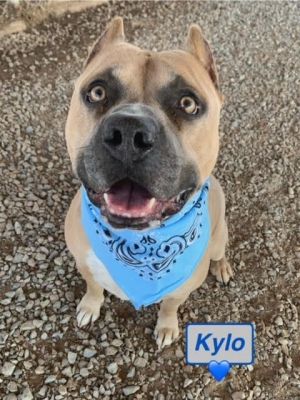 Kylo is a healthy 5-year-old male buckskin colored American Pit Bull Terrier He was brought to the 