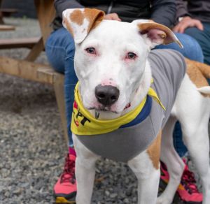 Animal Profile Toad is a 6 month old male Cattle DogTerrier X guessing puppy who will be joini