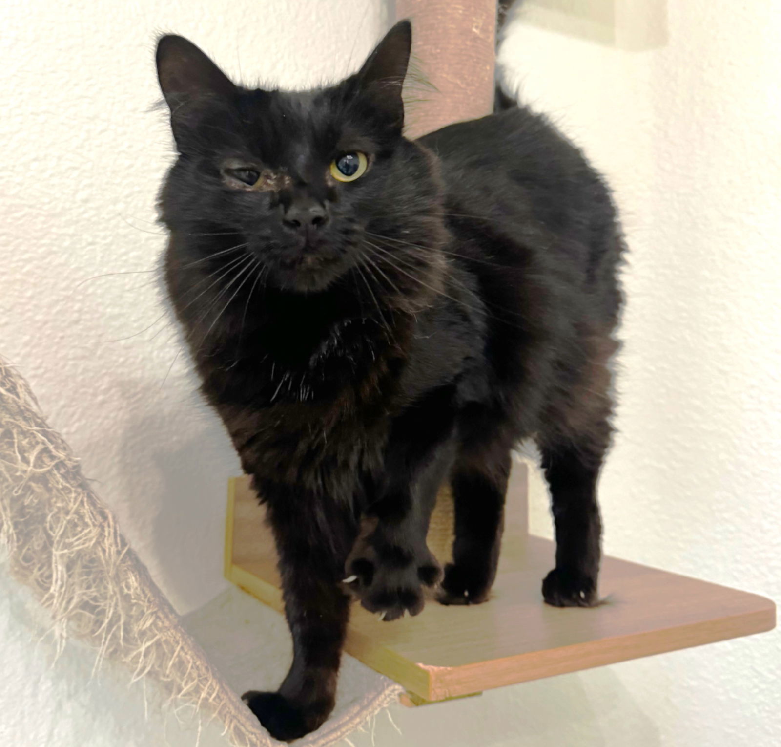 Astoria, an adoptable Domestic Medium Hair in Springfield, OR, 97475 | Photo Image 4