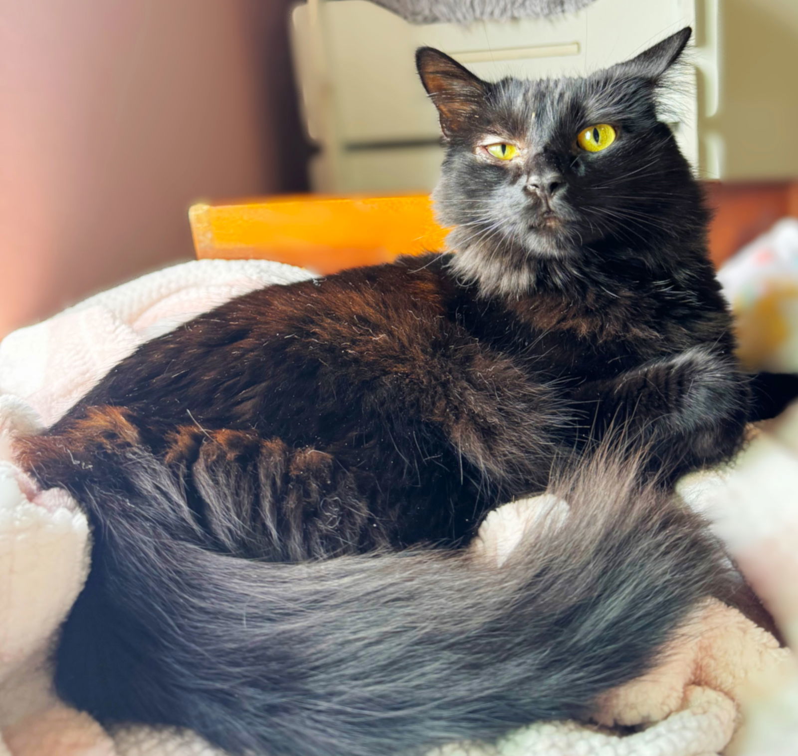 Astoria, an adoptable Domestic Medium Hair in Springfield, OR, 97475 | Photo Image 6