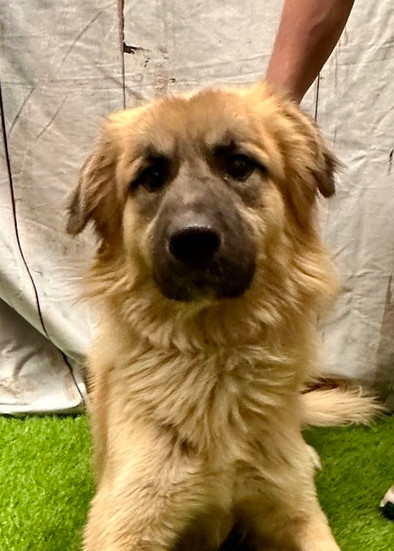 Duke