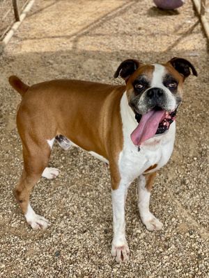 Duke IX, Senior Male unknown