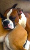 Duke IX photo 4