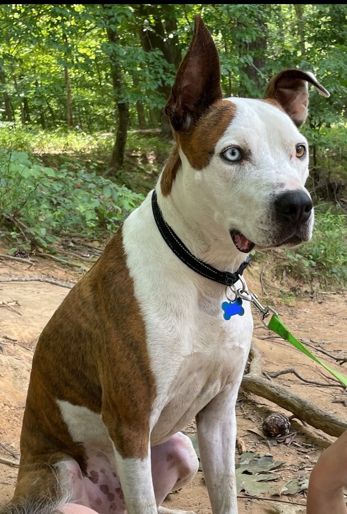 Basil