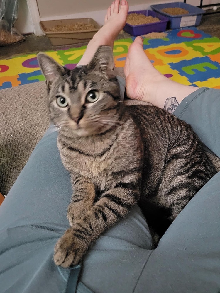 Miss Johnson, an adoptable Domestic Short Hair in Emporia, KS, 66801 | Photo Image 1