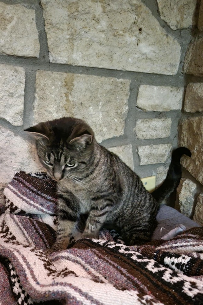 Miss Johnson, an adoptable Domestic Short Hair in Emporia, KS, 66801 | Photo Image 3