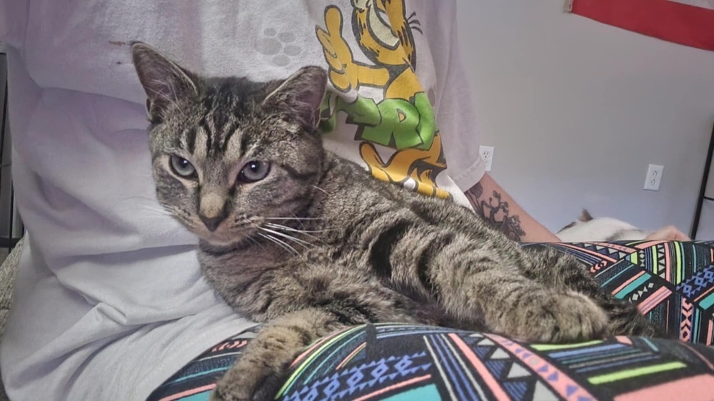 Miss Johnson, an adoptable Domestic Short Hair in Emporia, KS, 66801 | Photo Image 4