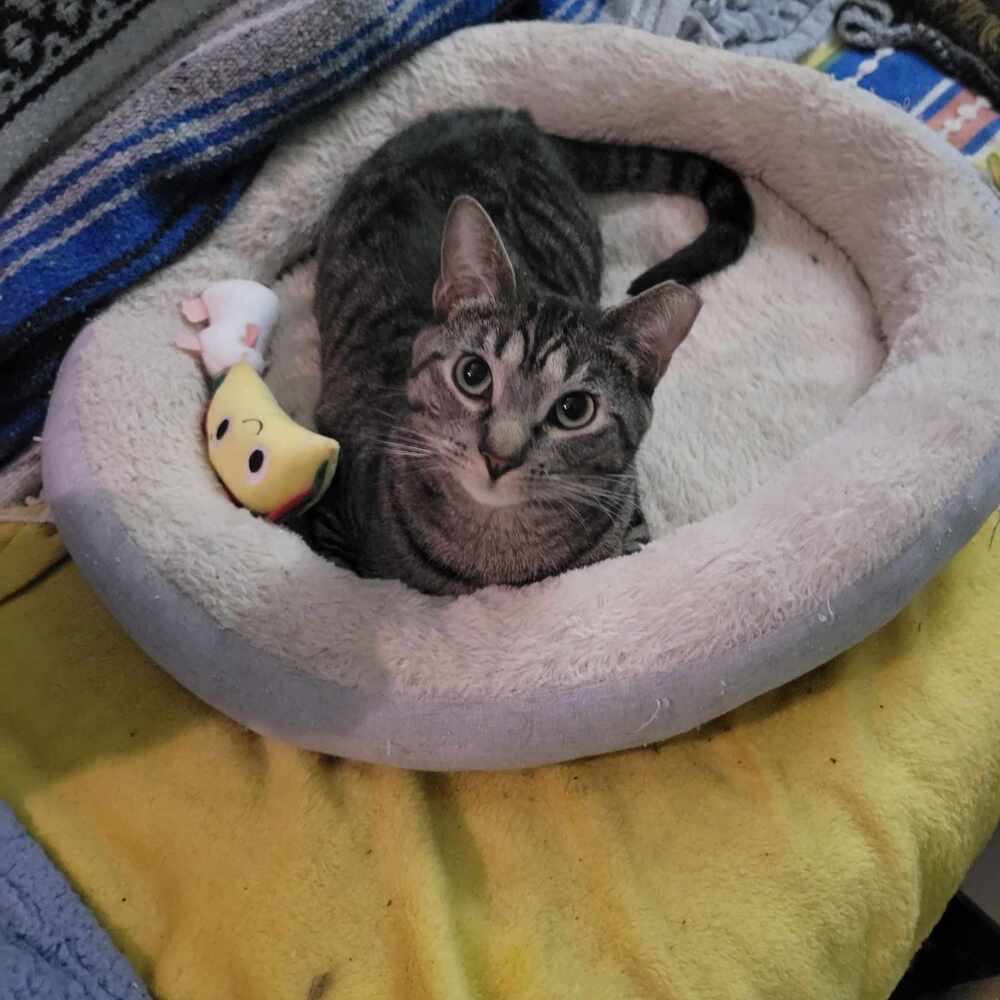 Miss Johnson, an adoptable Domestic Short Hair in Emporia, KS, 66801 | Photo Image 6