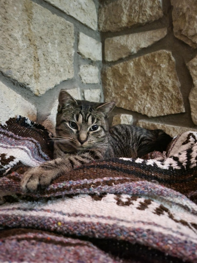 Miss Johnson, an adoptable Domestic Short Hair in Emporia, KS, 66801 | Photo Image 6