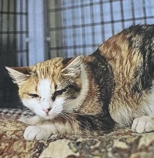 Velcro, Young Female Domestic Short Hair