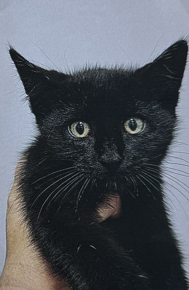 Panther