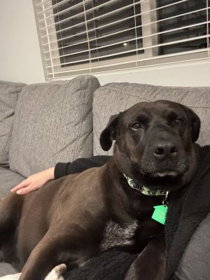 Bianca 2, Adult Female Mixed Breed