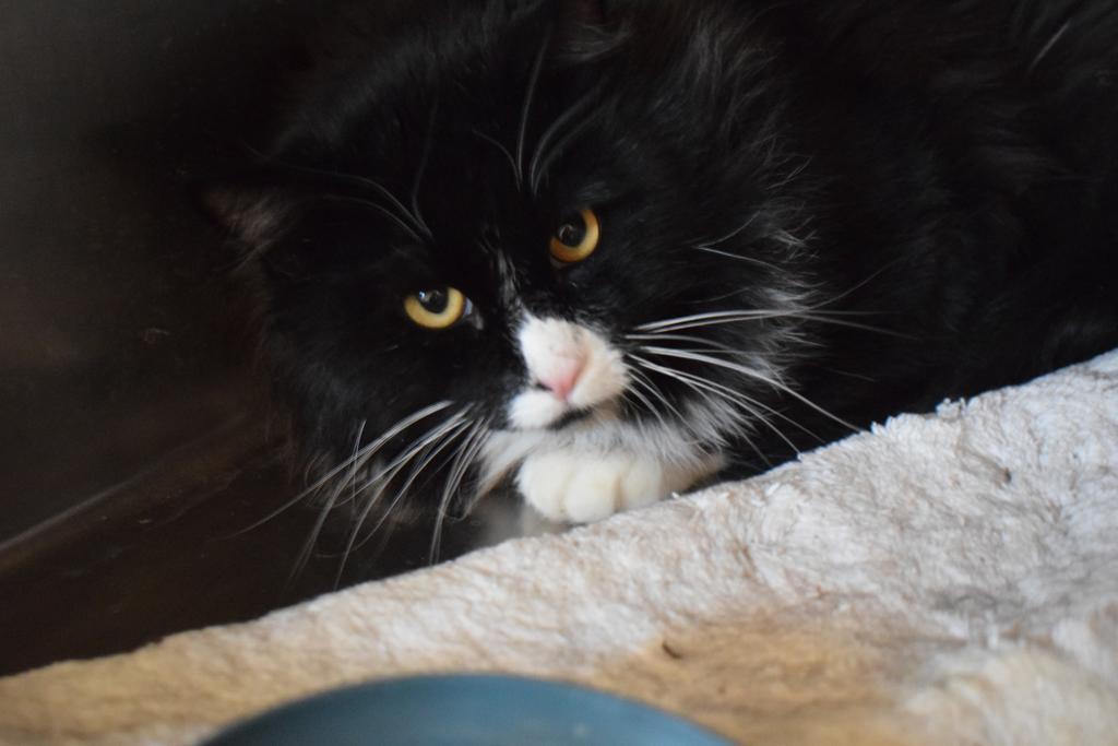 Desi (Manny), an adoptable Domestic Long Hair in Pahrump, NV, 89048 | Photo Image 1