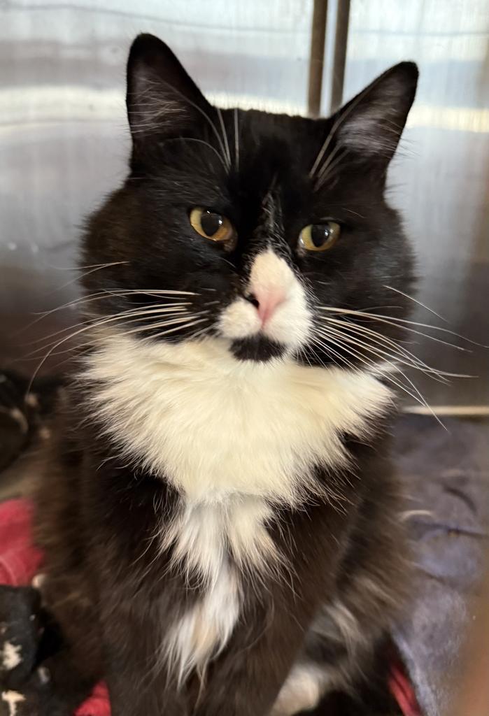 Desi (Manny), an adoptable Domestic Long Hair in Pahrump, NV, 89048 | Photo Image 1