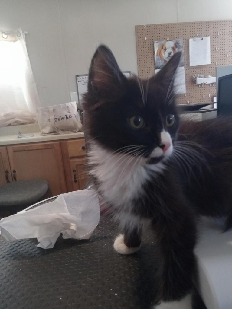 Desi (Manny), an adoptable Domestic Long Hair in Pahrump, NV, 89048 | Photo Image 2