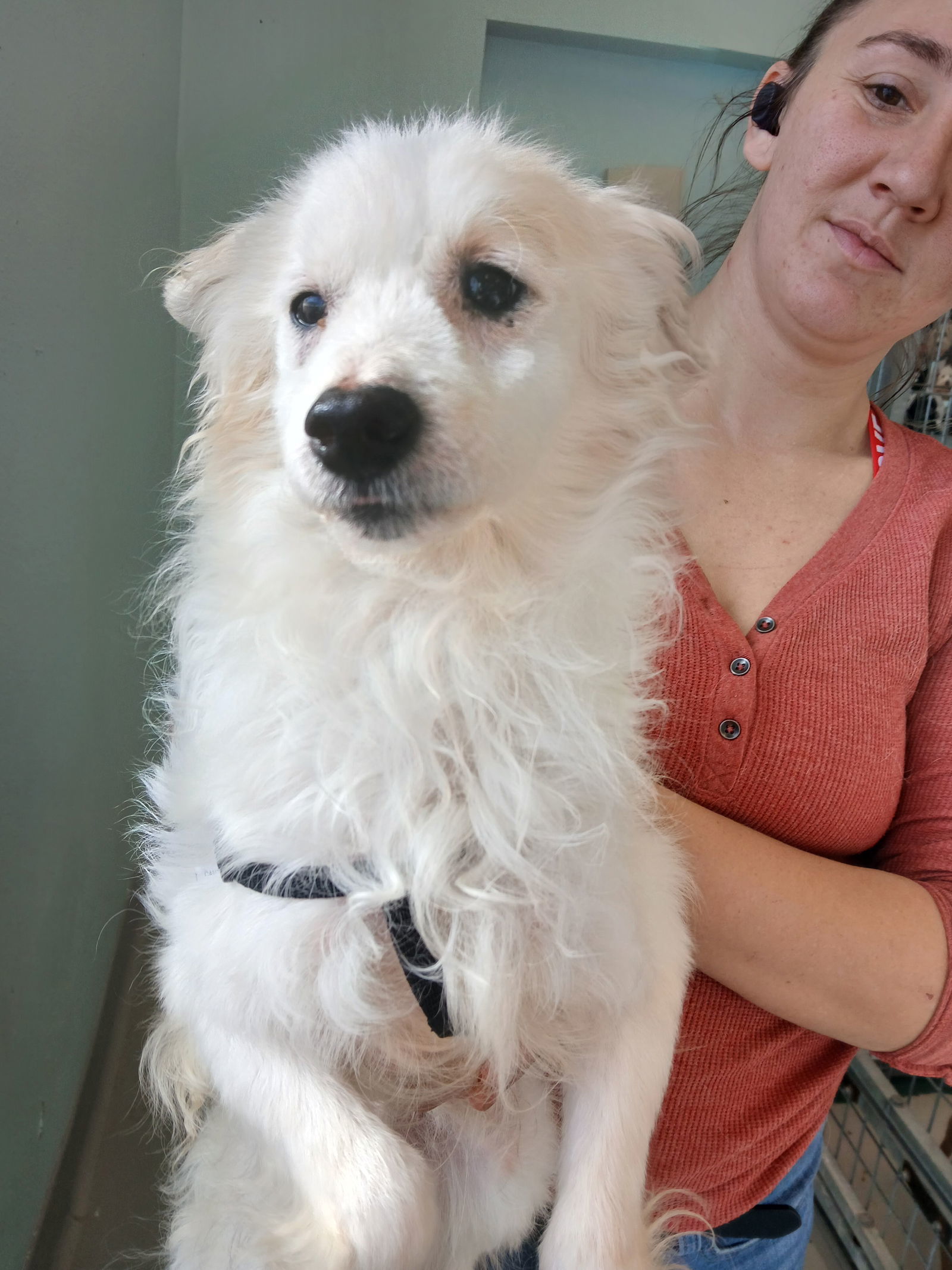 Newt, an adoptable Spitz, Pomeranian in Chico, CA, 95973 | Photo Image 1