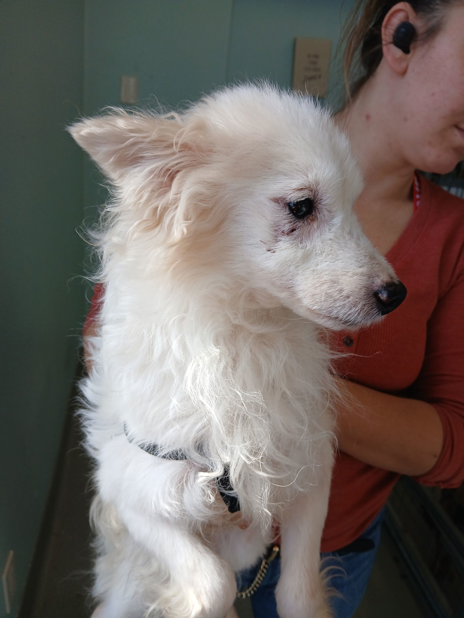 Newt, an adoptable Spitz, Pomeranian in Chico, CA, 95973 | Photo Image 2