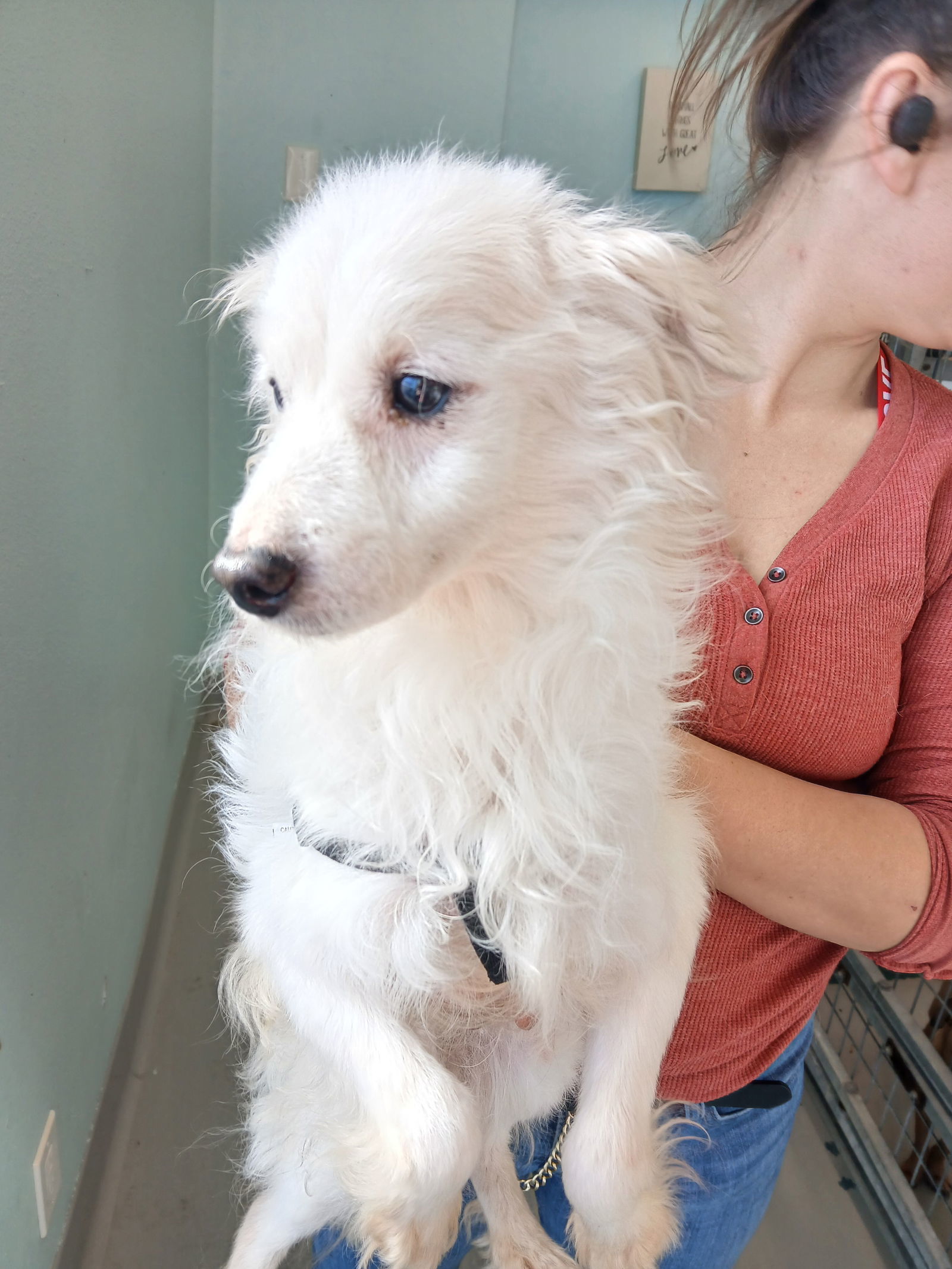 Newt, an adoptable Spitz, Pomeranian in Chico, CA, 95973 | Photo Image 3