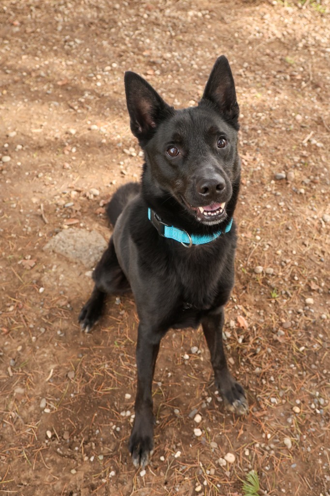 Leo, an adoptable Australian Kelpie, Mixed Breed in Chico, CA, 95928 | Photo Image 1