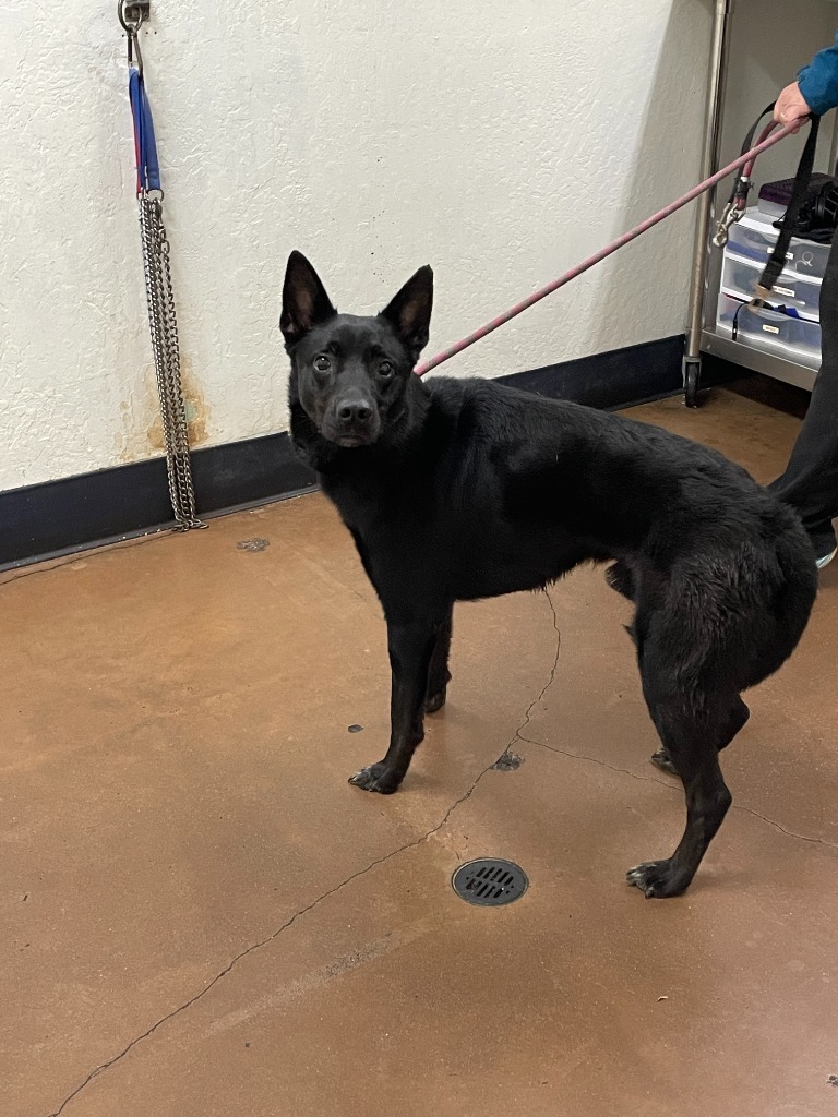 Leo, an adoptable Australian Kelpie, Mixed Breed in Chico, CA, 95928 | Photo Image 2