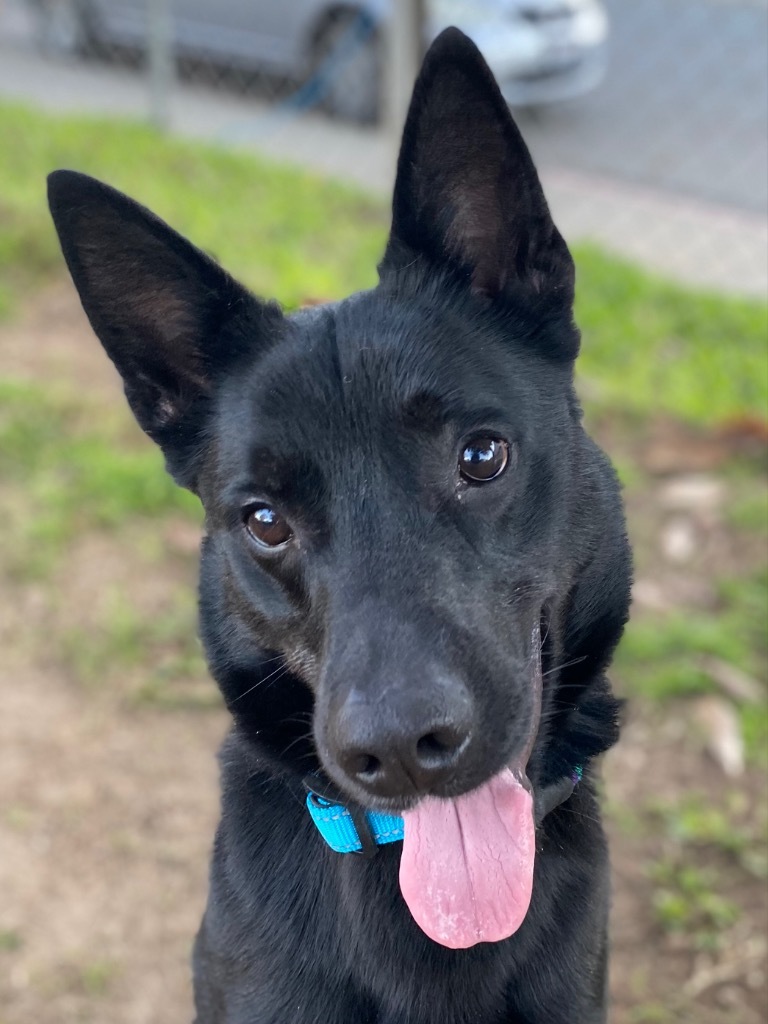 Leo, an adoptable Australian Kelpie, Mixed Breed in Chico, CA, 95928 | Photo Image 3