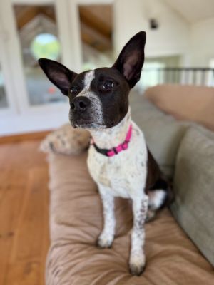Aster, Young Male Australian Cattle Dog / Blue Heeler
