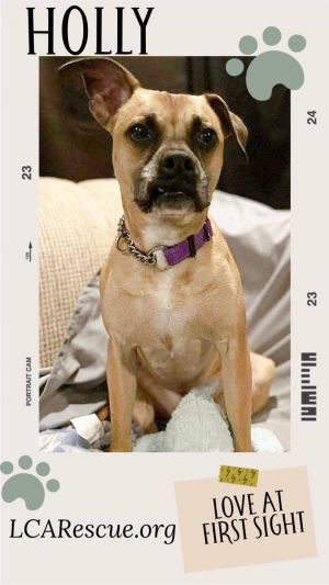 HOLLY, Adult Female Boxer