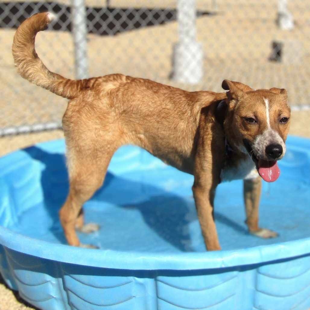 Bambi, an adoptable Mixed Breed in Las Cruces, NM, 88012 | Photo Image 1