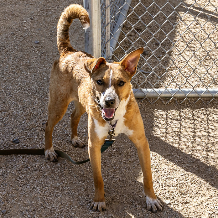 Bambi, an adoptable Mixed Breed in Las Cruces, NM, 88012 | Photo Image 1
