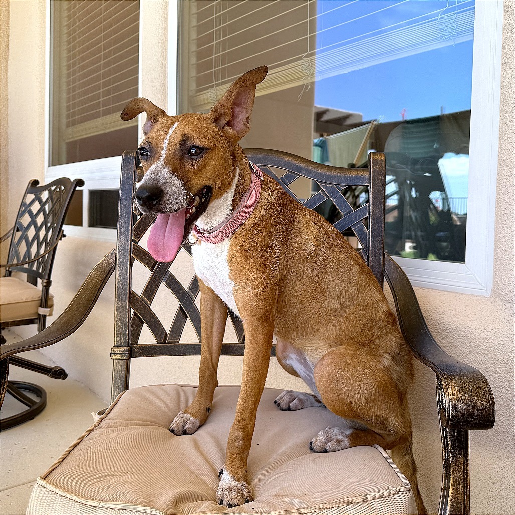 Bambi, an adoptable Mixed Breed in Las Cruces, NM, 88012 | Photo Image 1