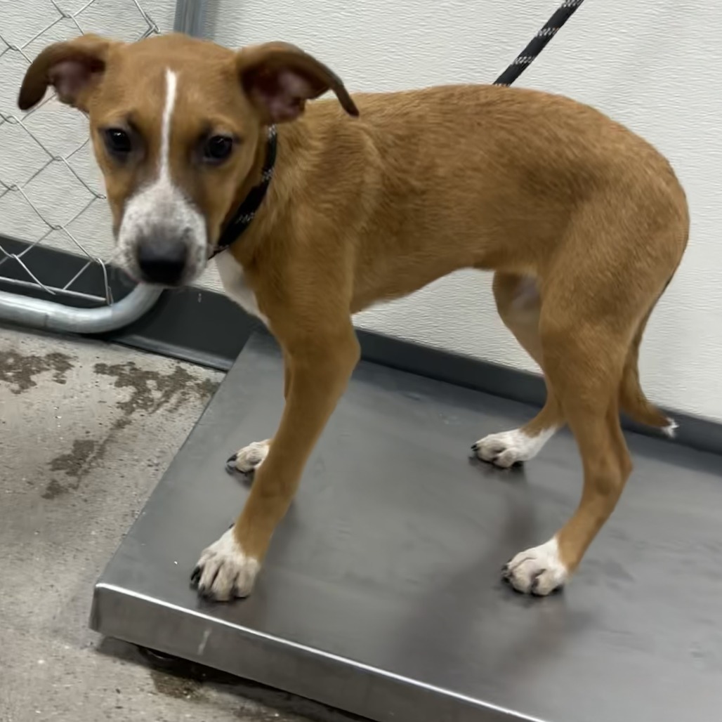 Bambi, an adoptable Mixed Breed in Las Cruces, NM, 88012 | Photo Image 2