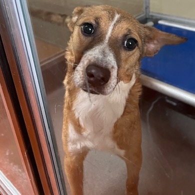 Bambi, an adoptable Mixed Breed in Las Cruces, NM, 88012 | Photo Image 3