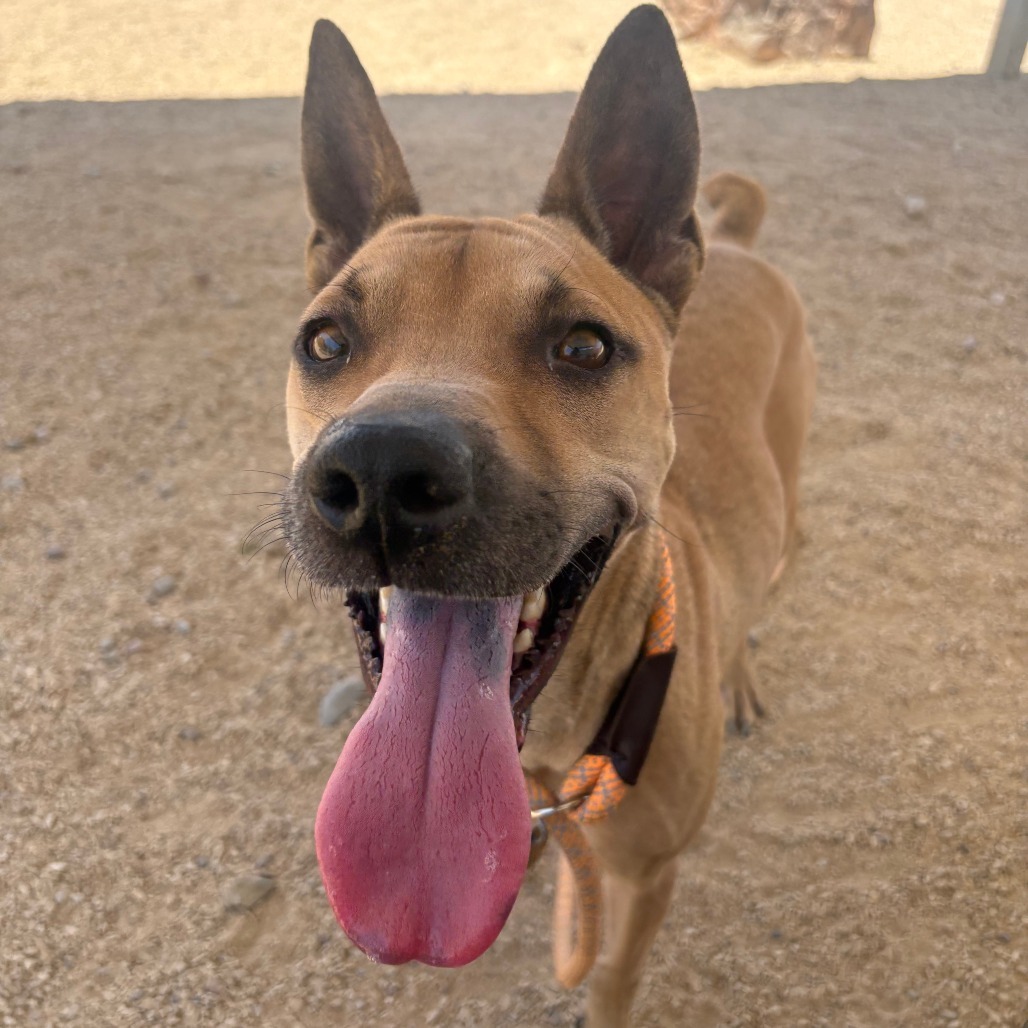 Cosette, an adoptable Mixed Breed in Las Cruces, NM, 88012 | Photo Image 1