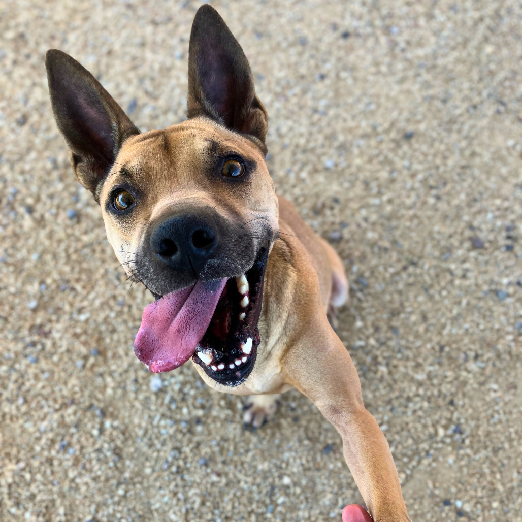 Cosette, an adoptable Mixed Breed in Las Cruces, NM, 88012 | Photo Image 1