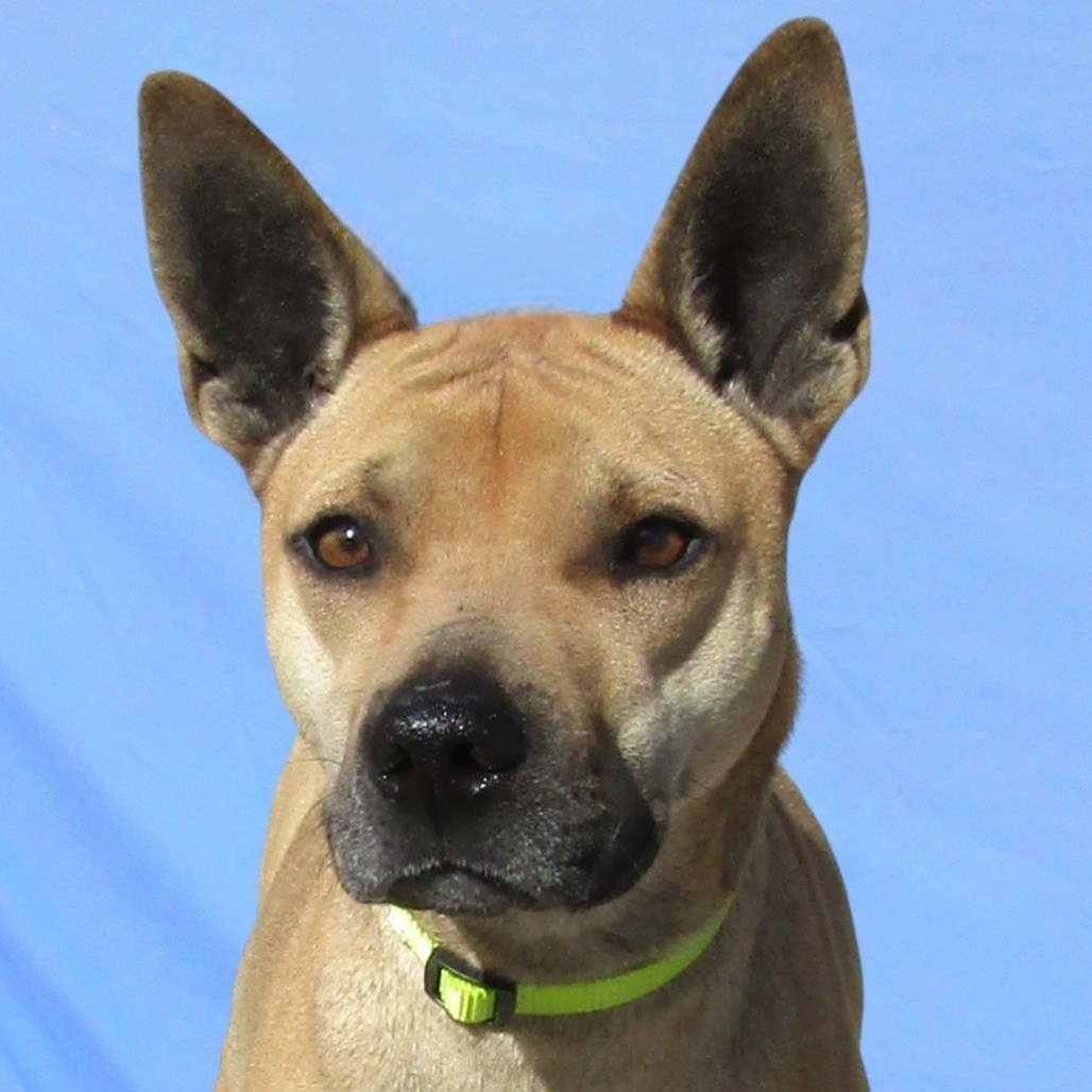 Cosette, an adoptable Mixed Breed in Las Cruces, NM, 88012 | Photo Image 2