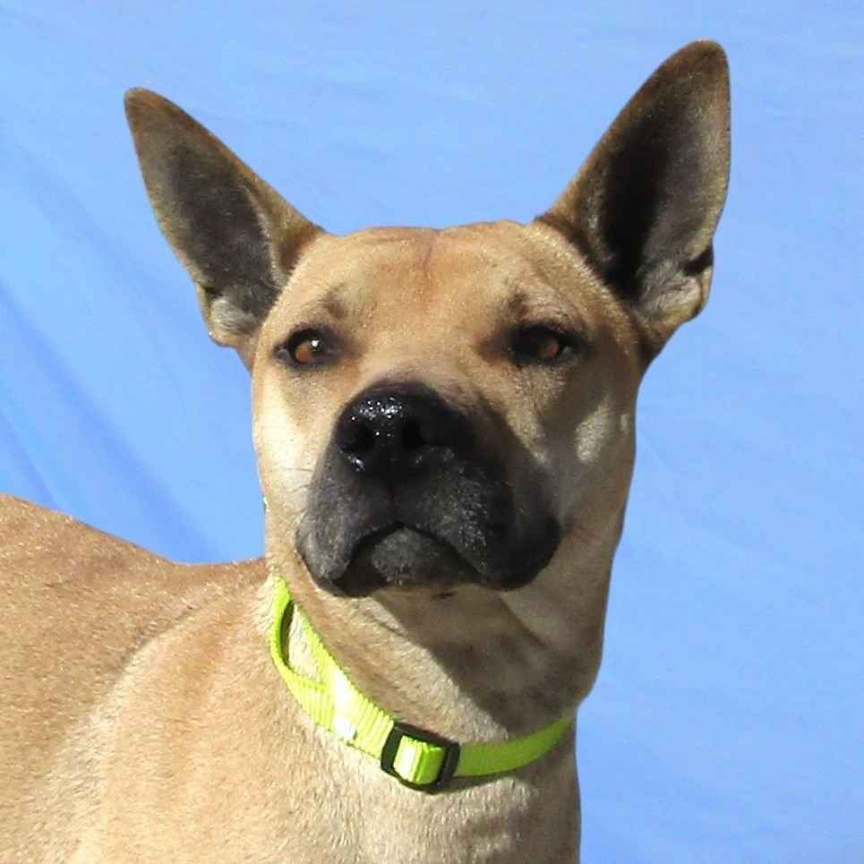 Cosette, an adoptable Mixed Breed in Las Cruces, NM, 88012 | Photo Image 3