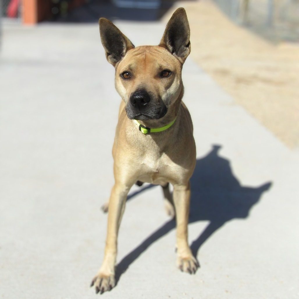 Cosette, an adoptable Mixed Breed in Las Cruces, NM, 88012 | Photo Image 4