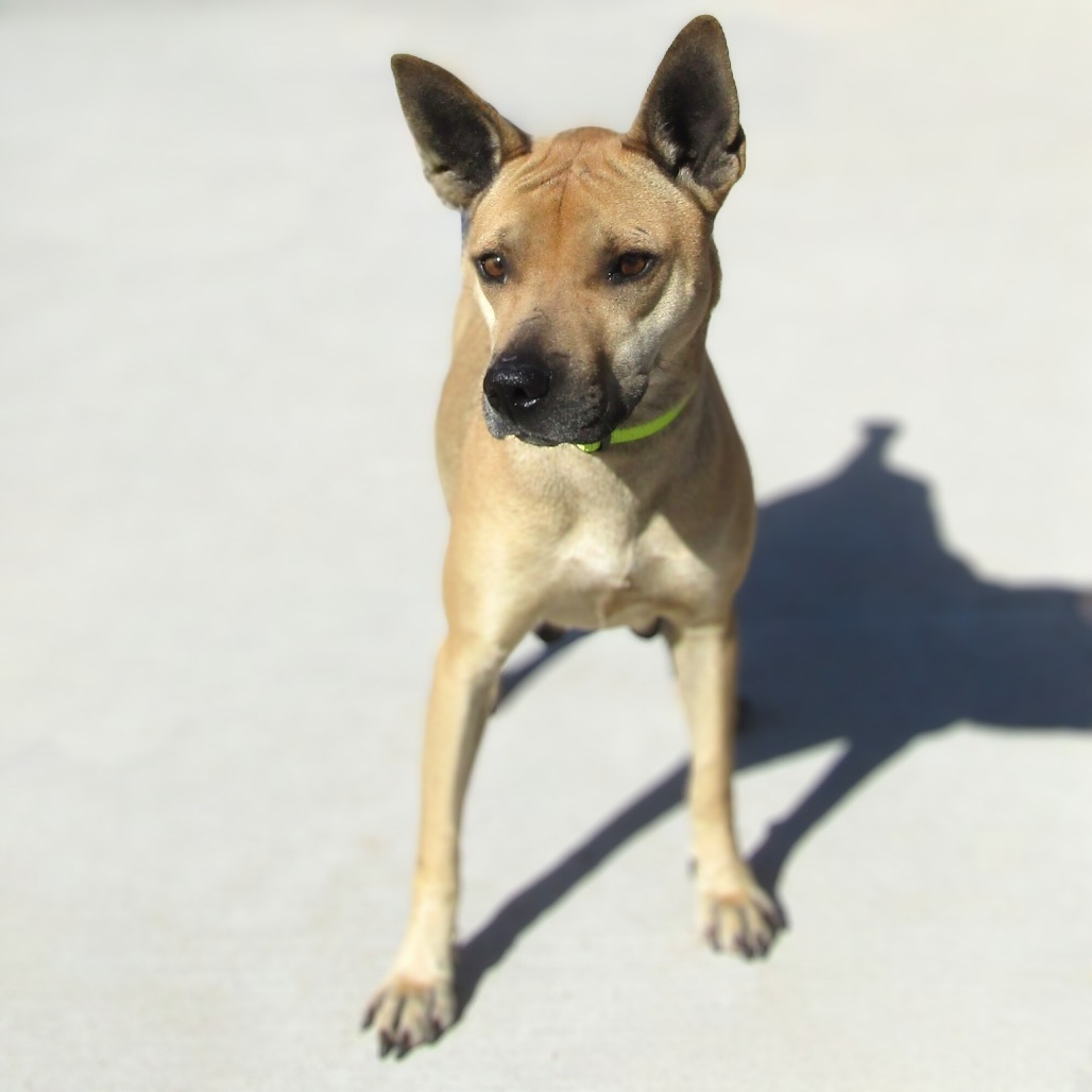 Cosette, an adoptable Mixed Breed in Las Cruces, NM, 88012 | Photo Image 5