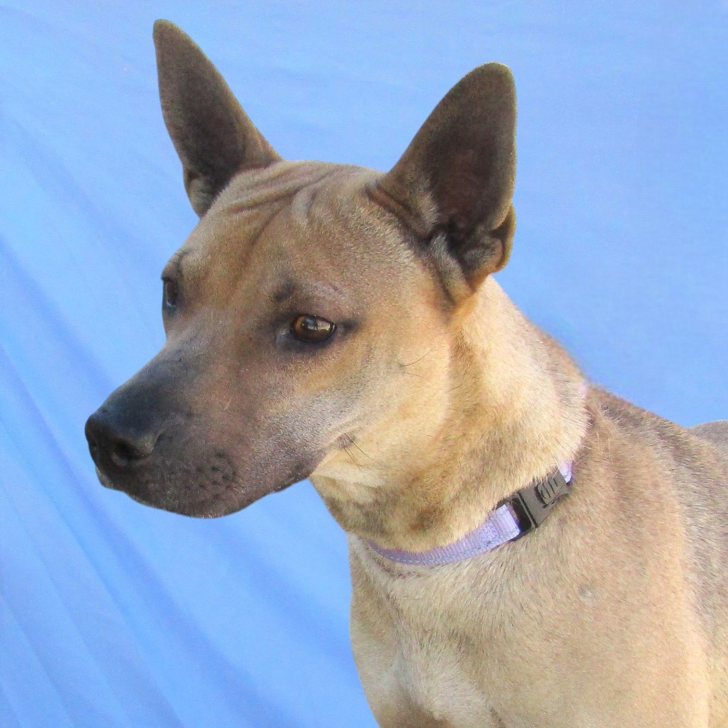 Cosette, an adoptable Mixed Breed in Las Cruces, NM, 88012 | Photo Image 3