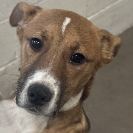 Elmo, an adoptable Mixed Breed in Las Cruces, NM, 88012 | Photo Image 1