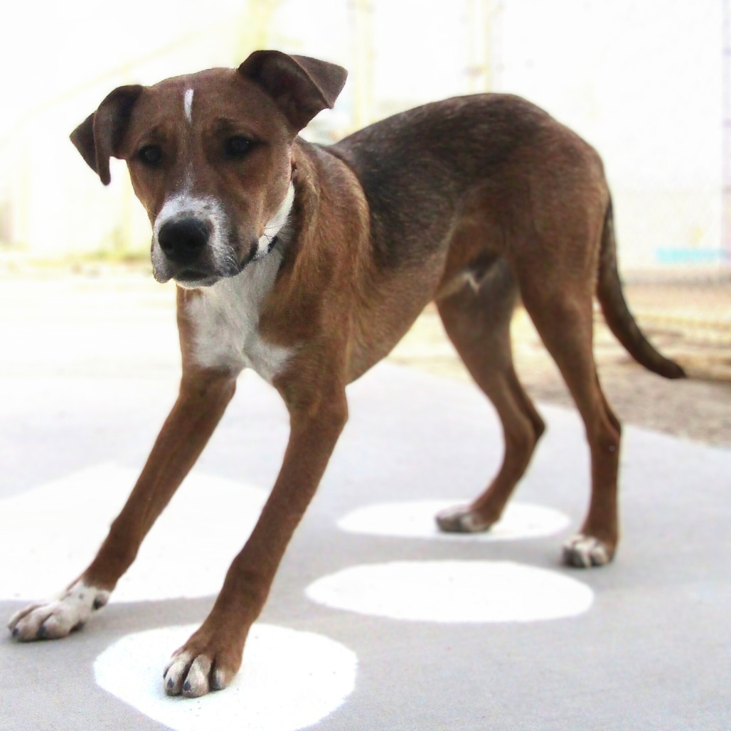 Elmo, an adoptable Mixed Breed in Las Cruces, NM, 88012 | Photo Image 1