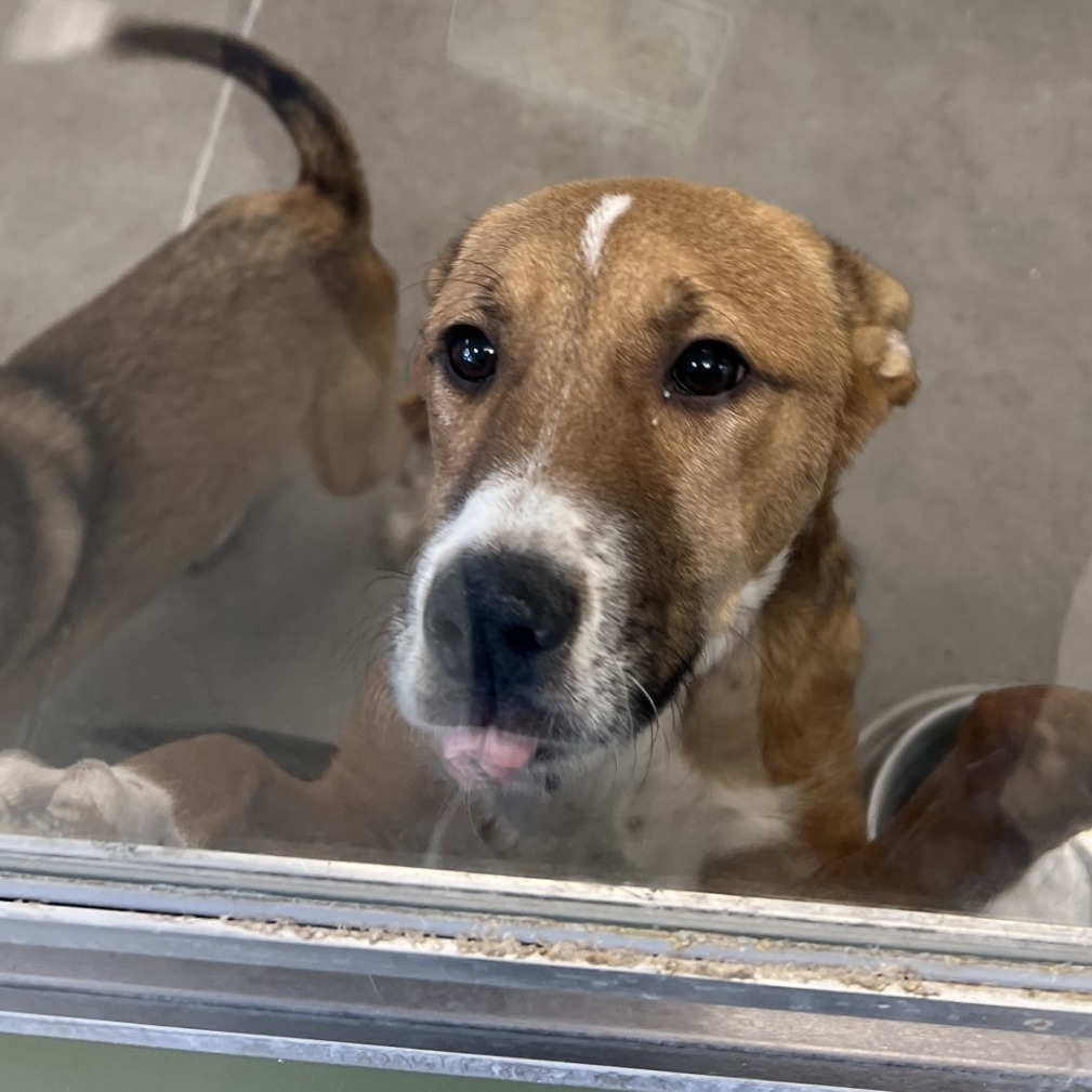 Elmo, an adoptable Mixed Breed in Las Cruces, NM, 88012 | Photo Image 2