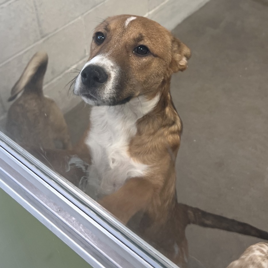 Elmo, an adoptable Mixed Breed in Las Cruces, NM, 88012 | Photo Image 3