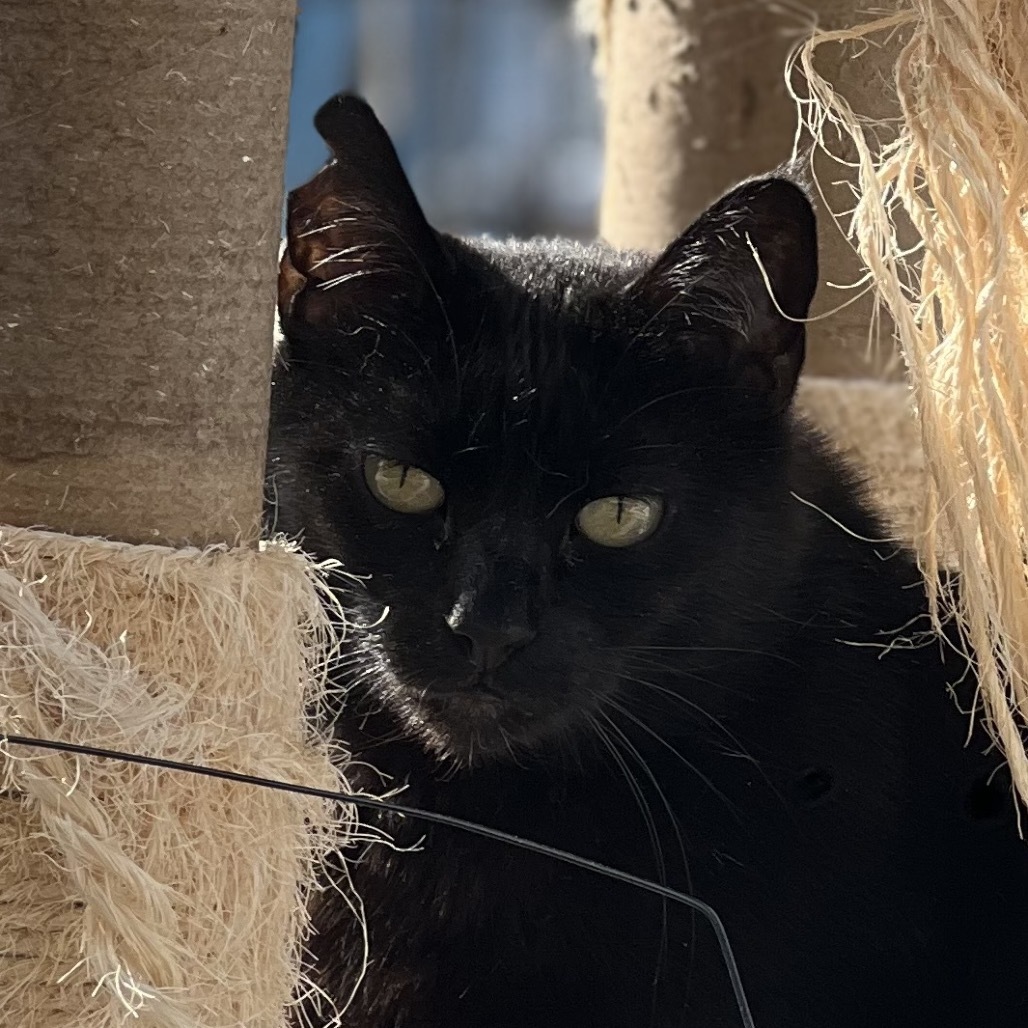 Todd, an adoptable Domestic Short Hair in Sheridan, WY, 82801 | Photo Image 1